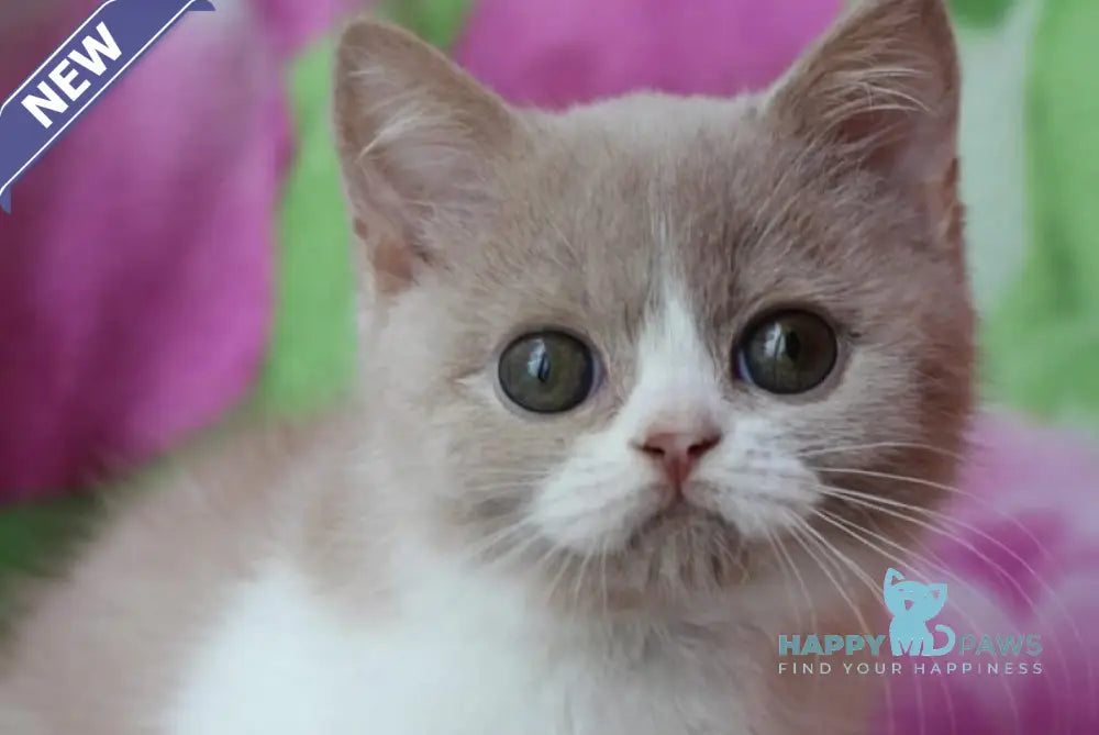 Fixs British Shorthair male lilac bicolour live animals