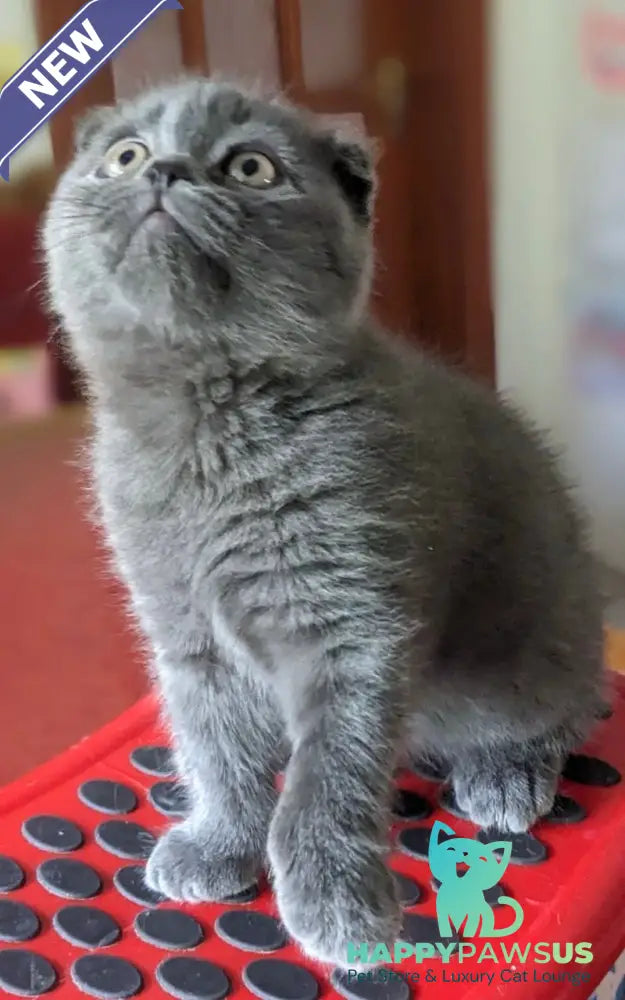 Fizzy Scottish Fold male blue - live animals