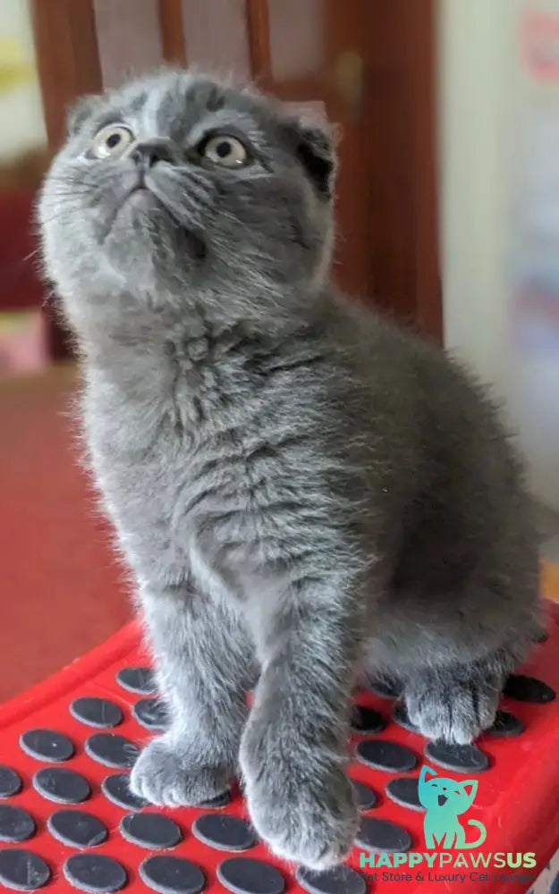 Fizzy Scottish Fold male blue - live animals