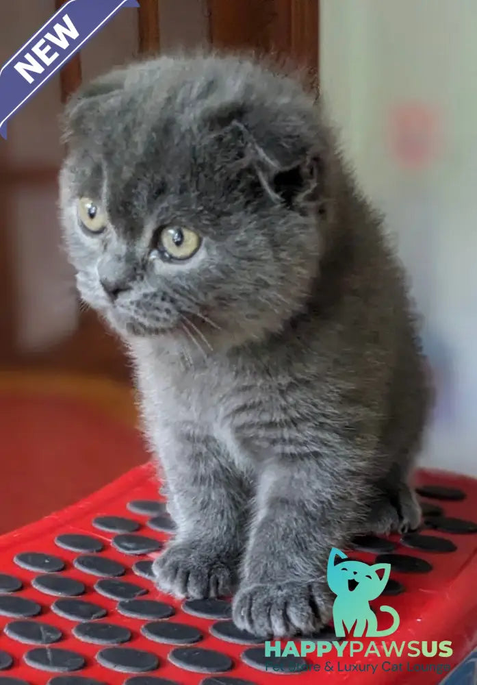 Fizzy Scottish Fold male blue - live animals