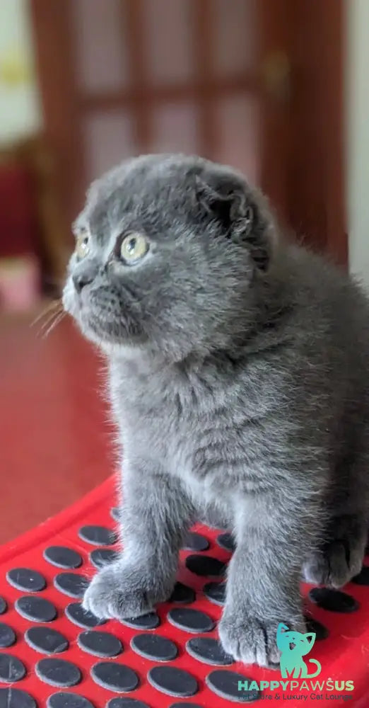 Fizzy Scottish Fold male blue - live animals