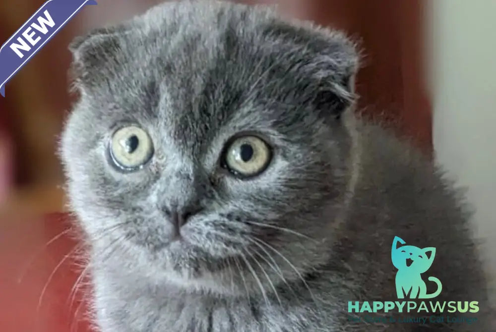 Fizzy Scottish Fold male blue - live animals