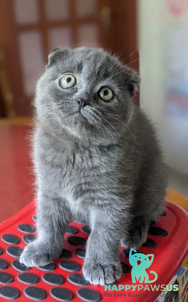 Fizzy Scottish Fold male blue - live animals