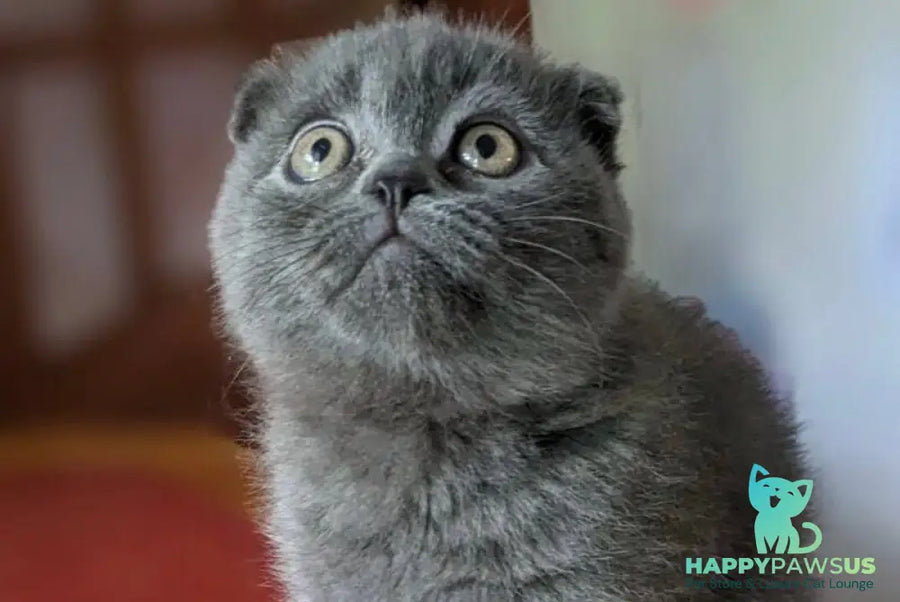 Fizzy Scottish Fold male blue - live animals