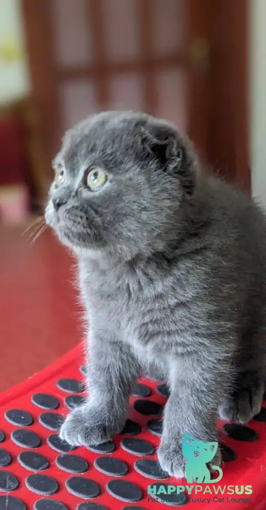 Fizzy Scottish Fold male blue - live animals