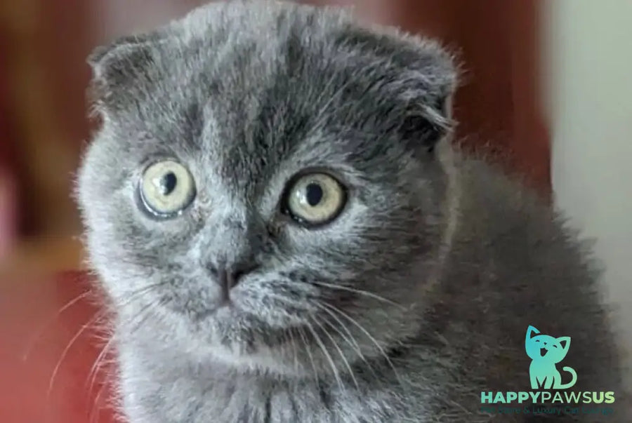 Fizzy Scottish Fold male blue - live animals