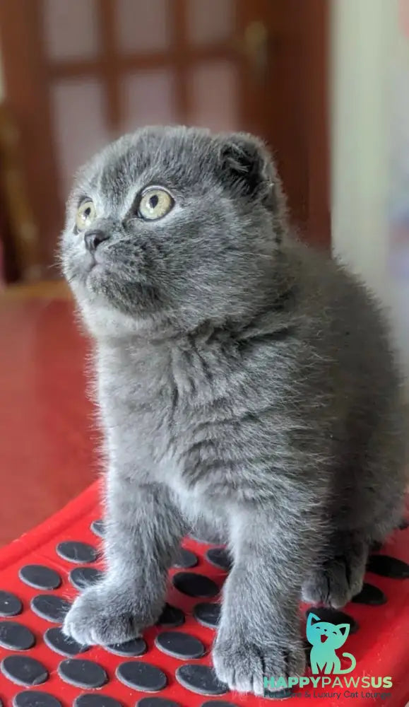 Fizzy Scottish Fold male blue - live animals