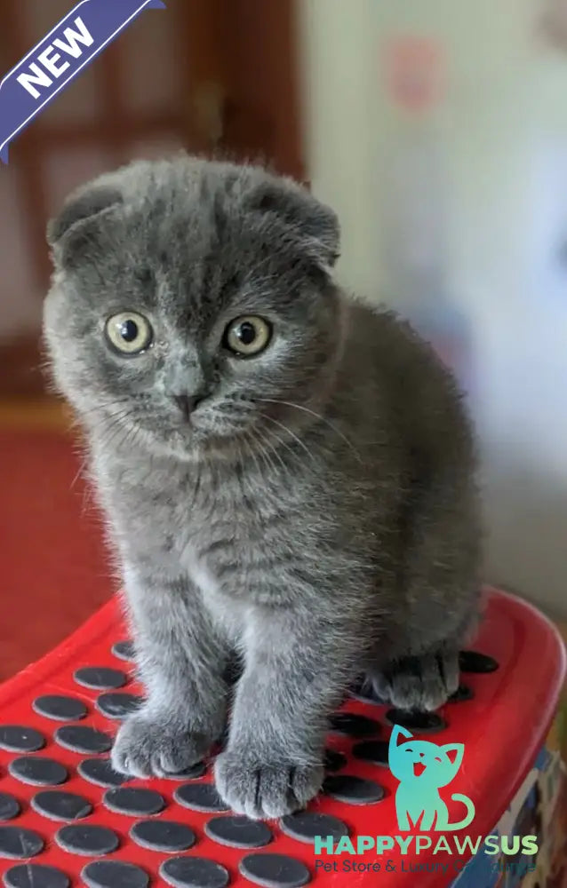 Fizzy Scottish Fold male blue - live animals