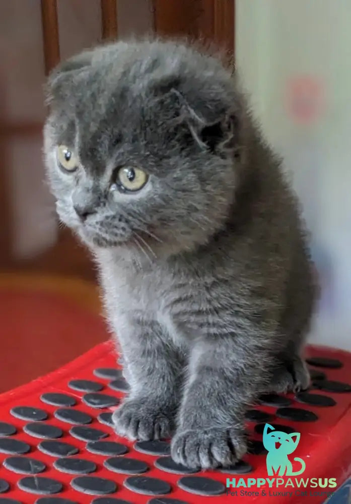 Fizzy Scottish Fold male blue - live animals