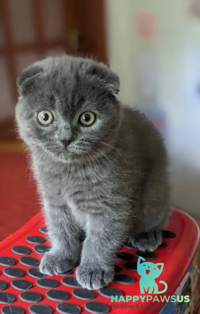 Fizzy Scottish Fold male blue - live animals
