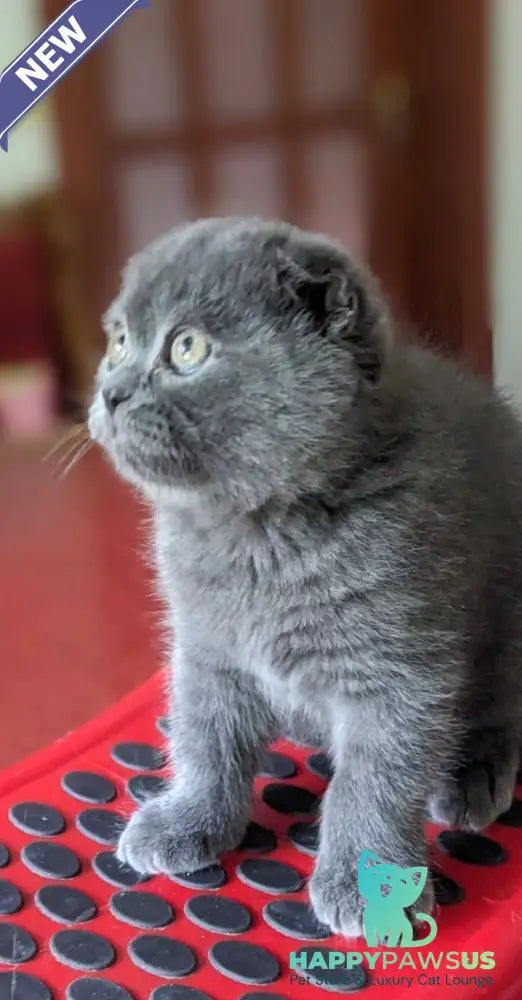 Fizzy Scottish Fold male blue - live animals