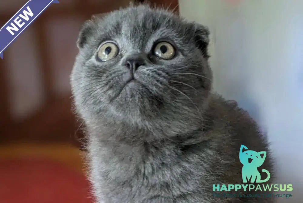 Fizzy Scottish Fold male blue - live animals