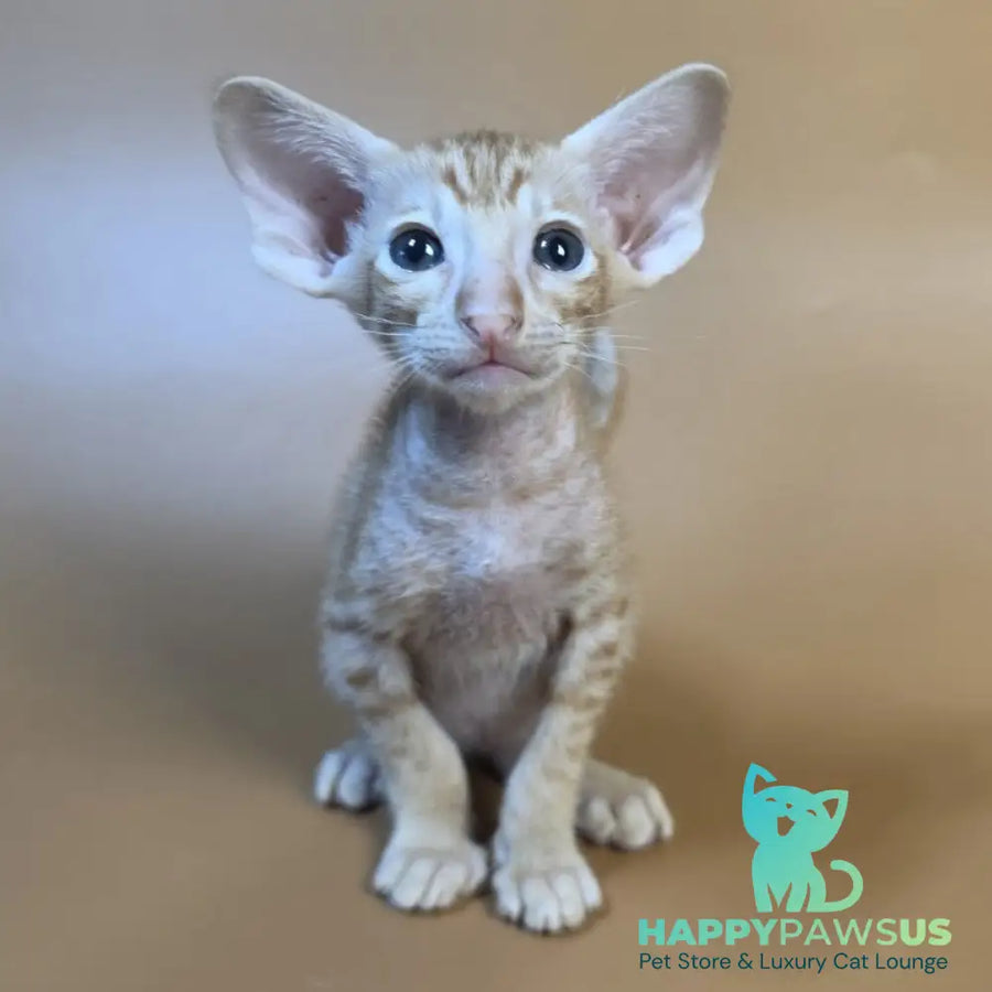 Flame Oriental Shorthair female red - live animals