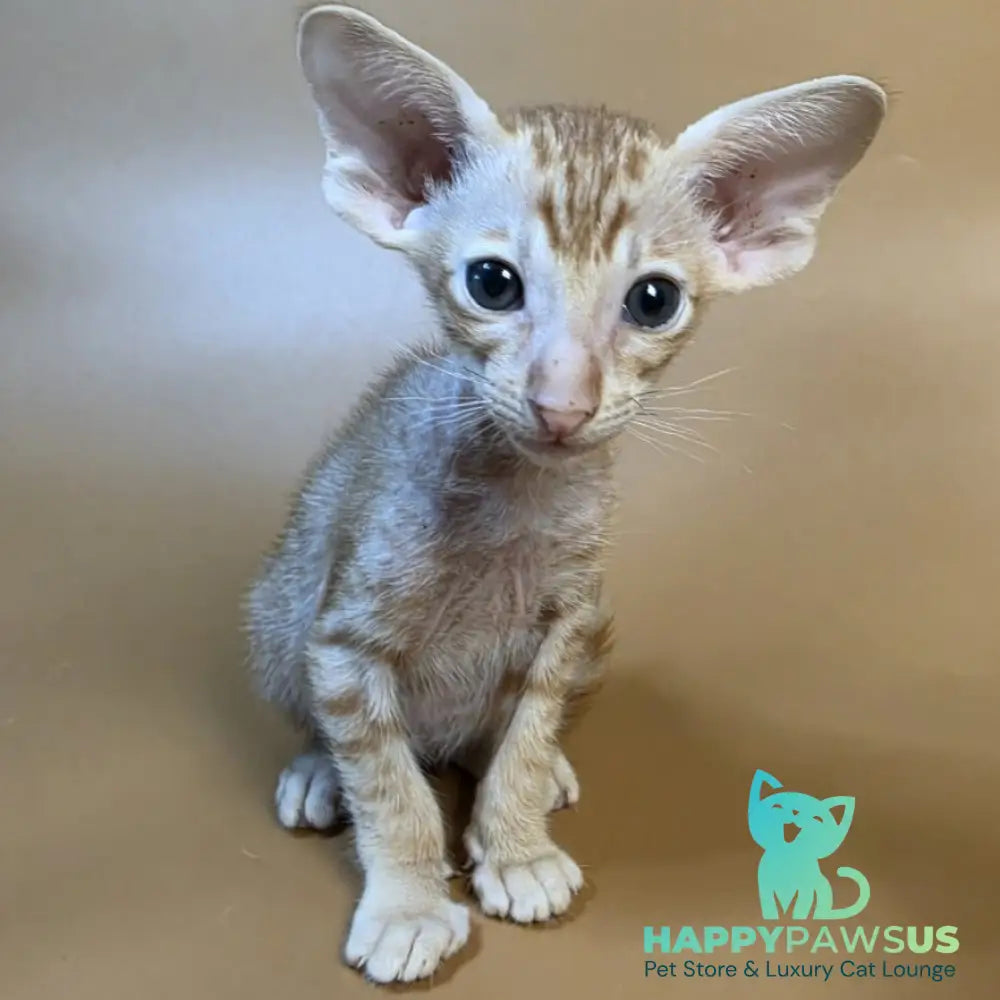 Flame Oriental Shorthair female red - live animals