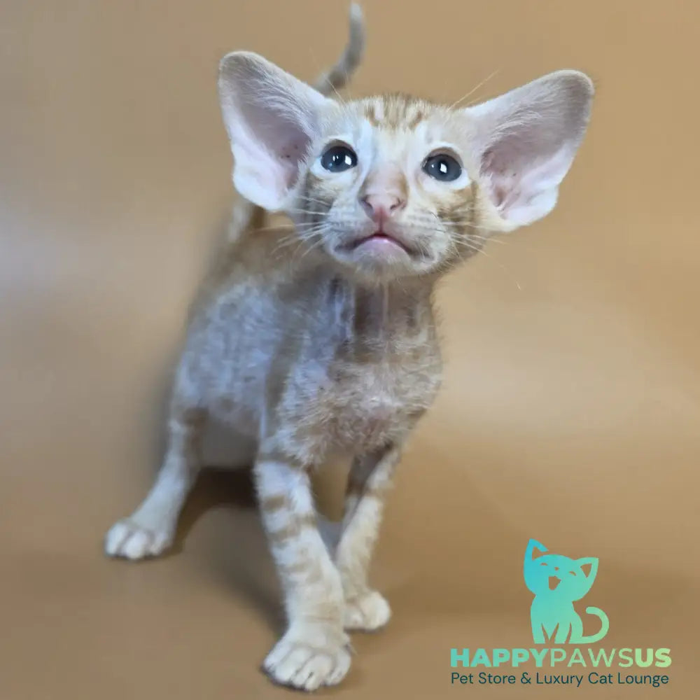 Flame Oriental Shorthair female red - live animals