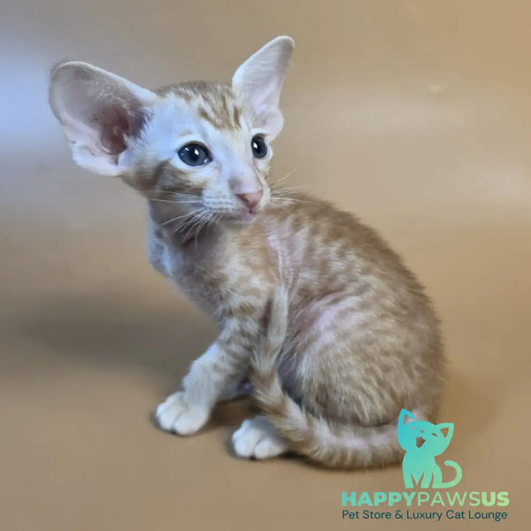 Flame Oriental Shorthair female red - live animals
