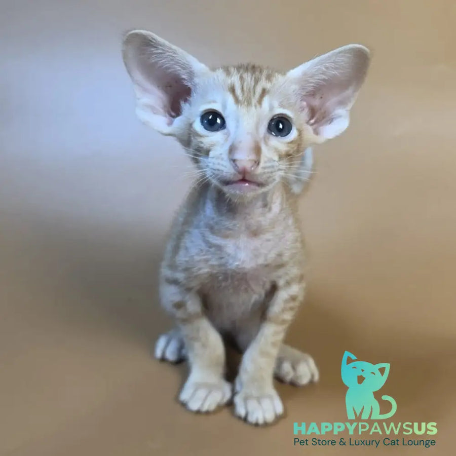 Flame Oriental Shorthair female red - live animals
