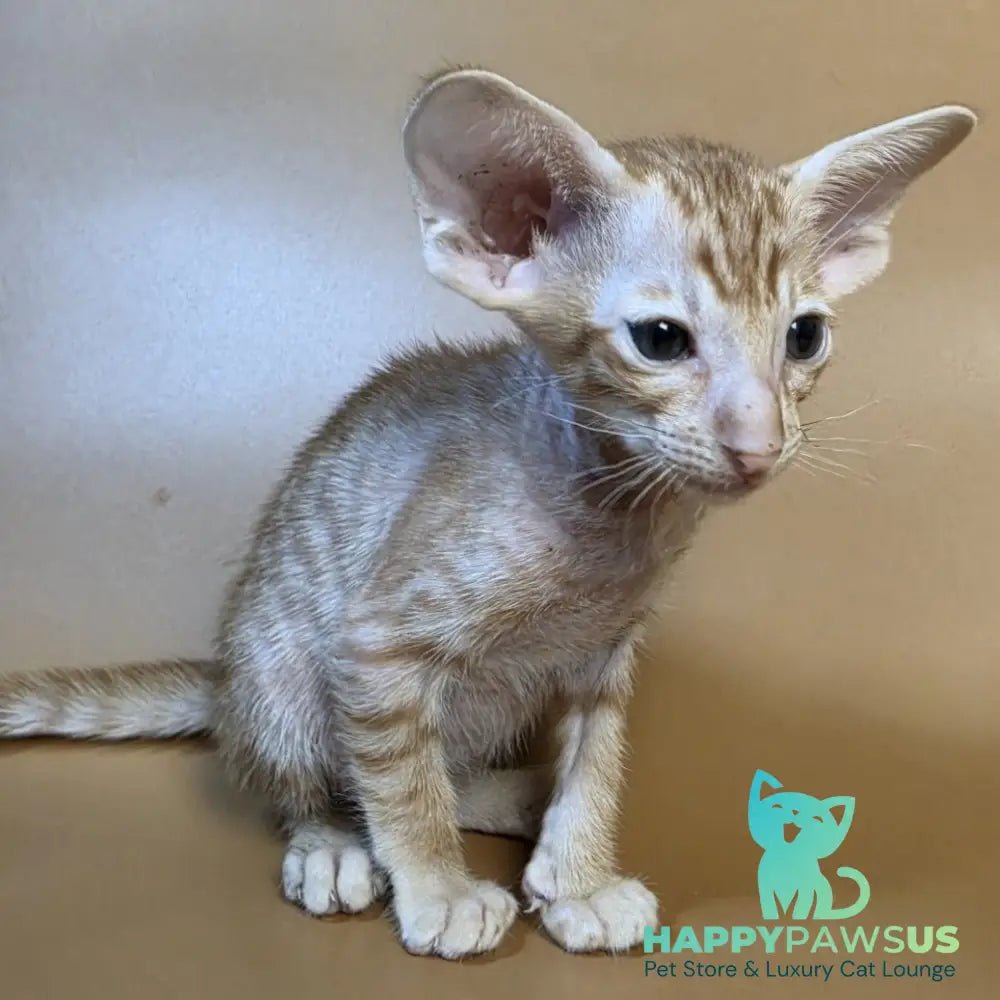 Flame Oriental Shorthair female red - live animals