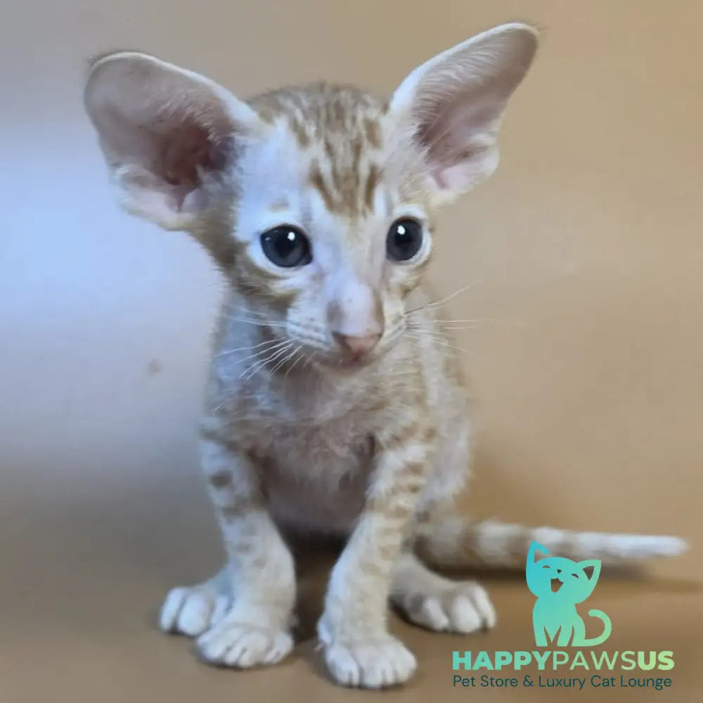 Flame Oriental Shorthair female red - live animals