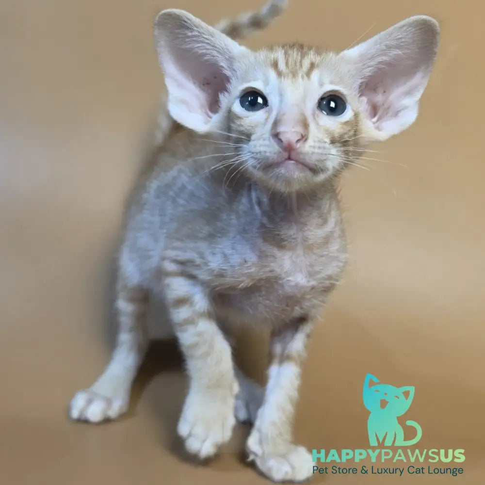 Flame Oriental Shorthair female red - live animals