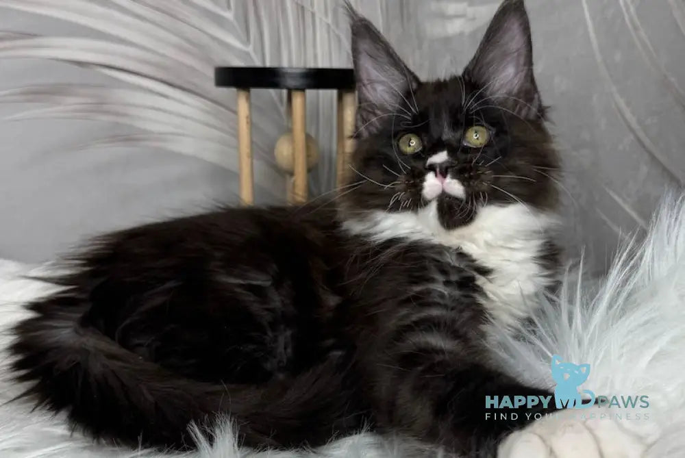 Flash Maine Coon male black silver bicolour live animals