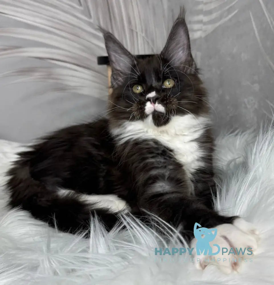 Flash Maine Coon male black silver bicolour live animals