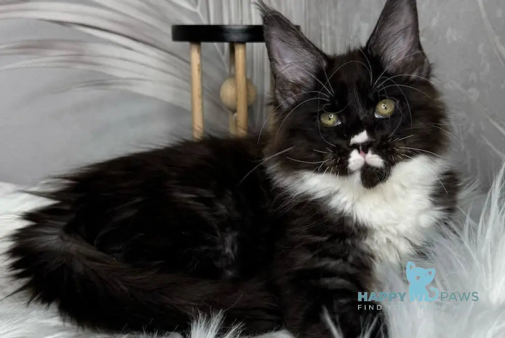 Flash Maine Coon male black silver bicolour live animals