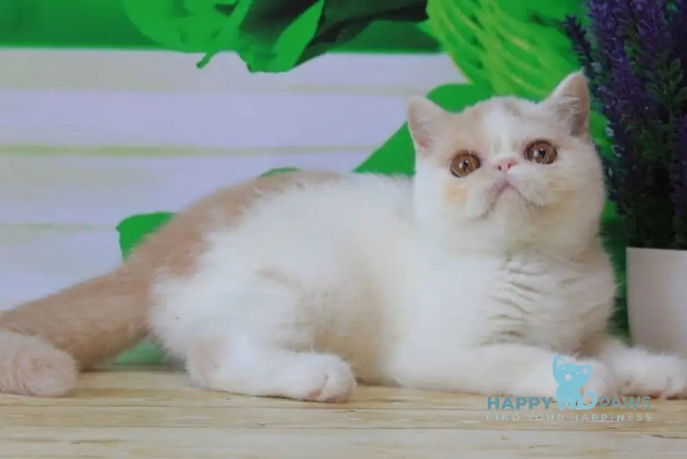 Flavia Exotic female cream harlequin live animals