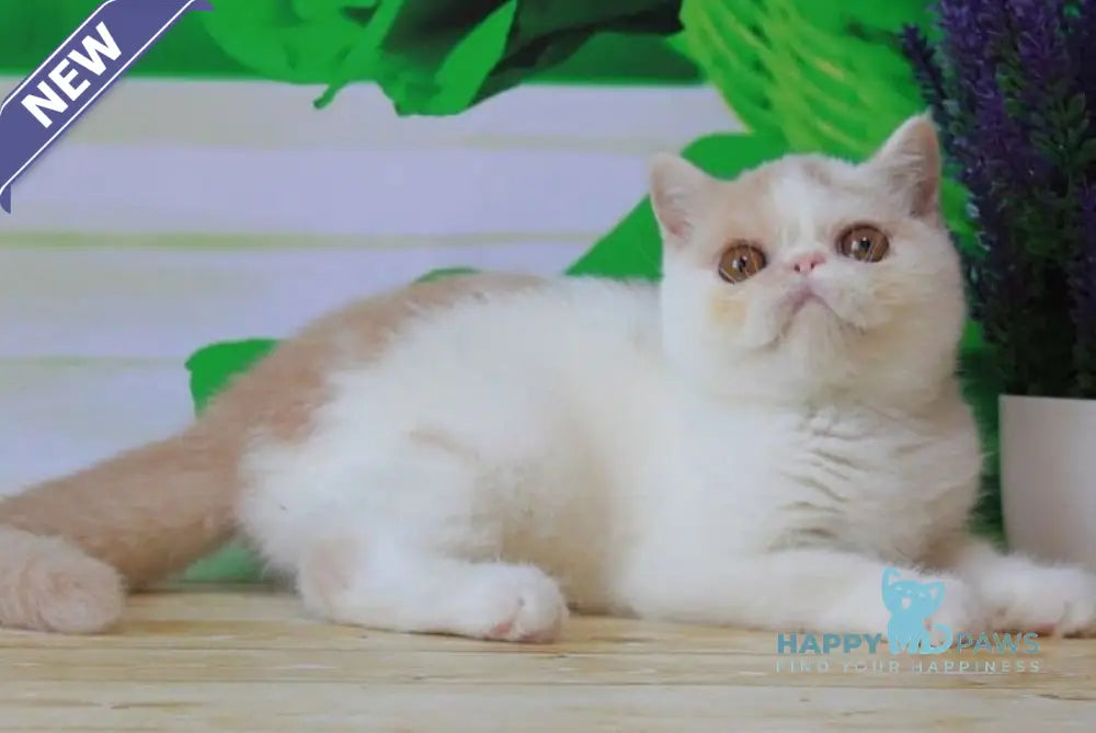 Flavia Exotic female cream harlequin live animals