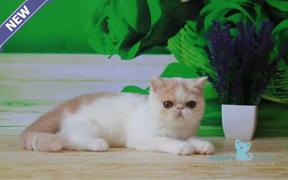Flavia Exotic female cream harlequin live animals