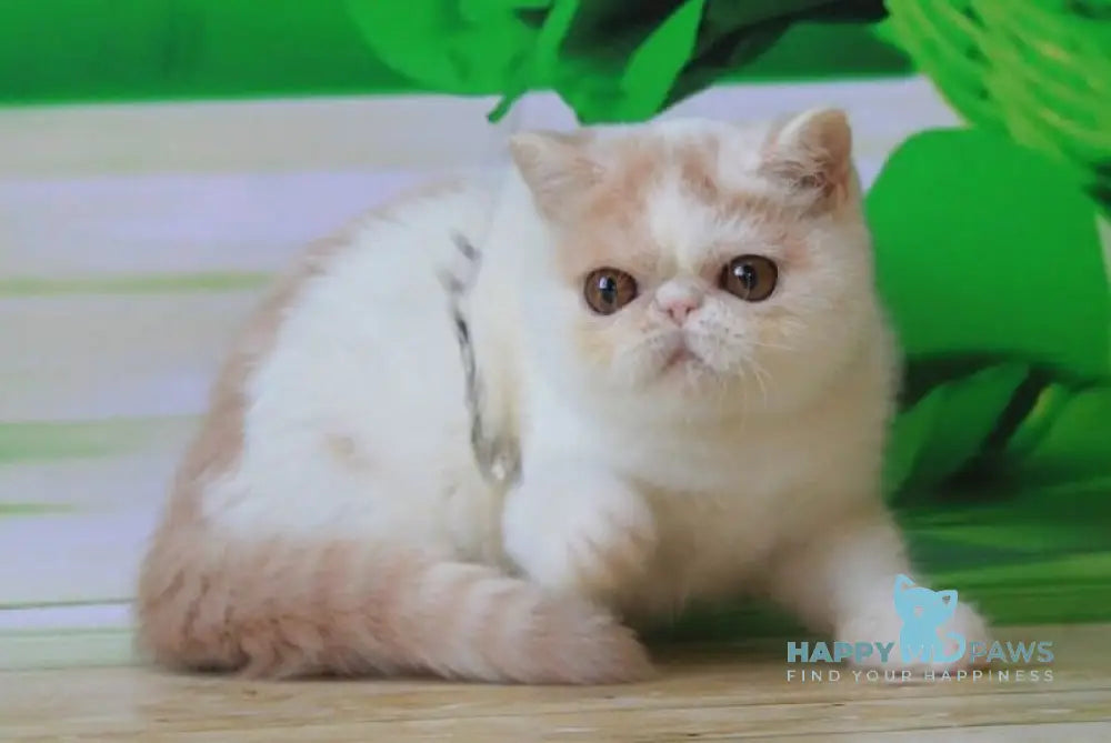 Flavia Exotic female cream harlequin live animals