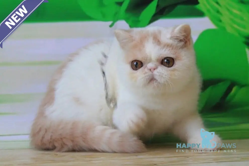 Flavia Exotic female cream harlequin live animals