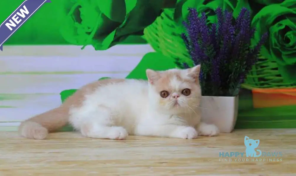 Flavia Exotic female cream harlequin live animals