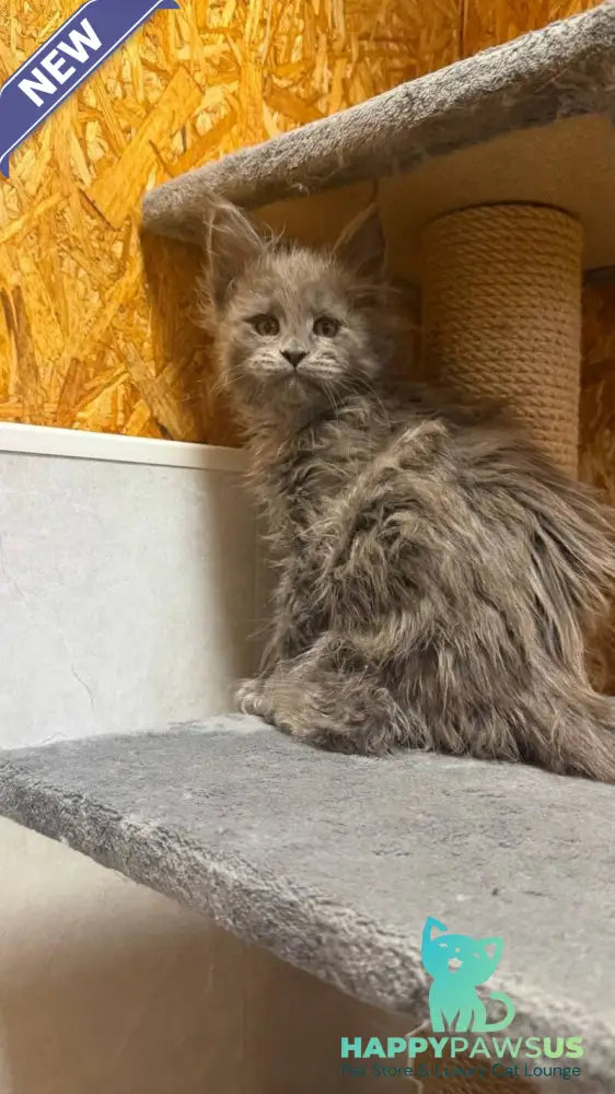 Fletcher Maine Coon male blue - live animals