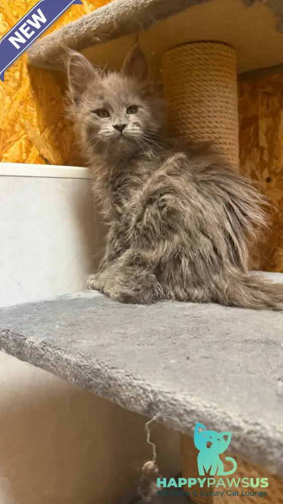 Fletcher Maine Coon male blue - live animals