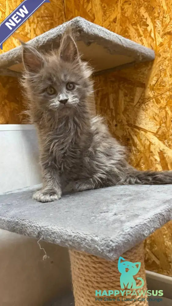 Fletcher Maine Coon male blue - live animals