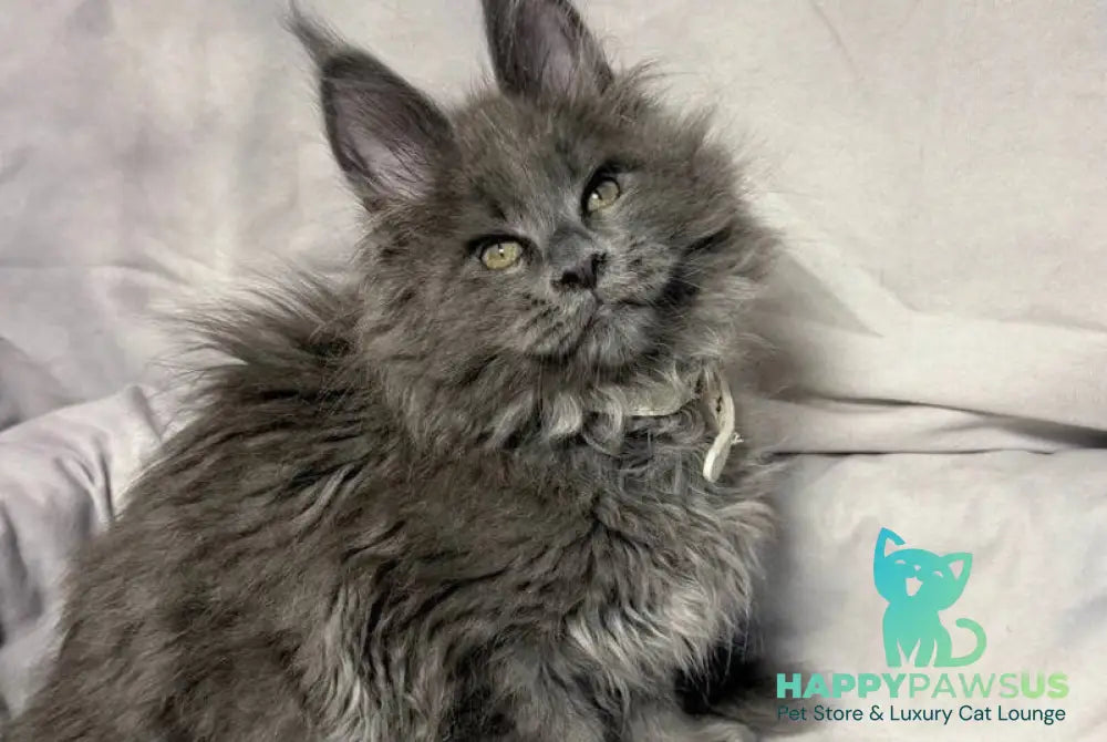 Fletcher Maine Coon male blue - live animals