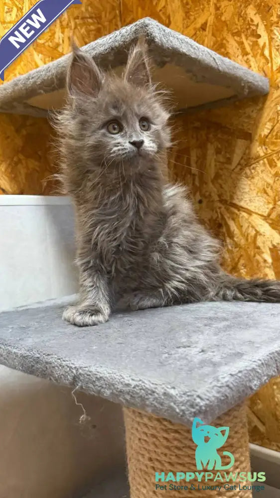 Fletcher Maine Coon male blue - live animals
