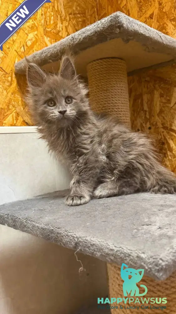 Fletcher Maine Coon male blue - live animals
