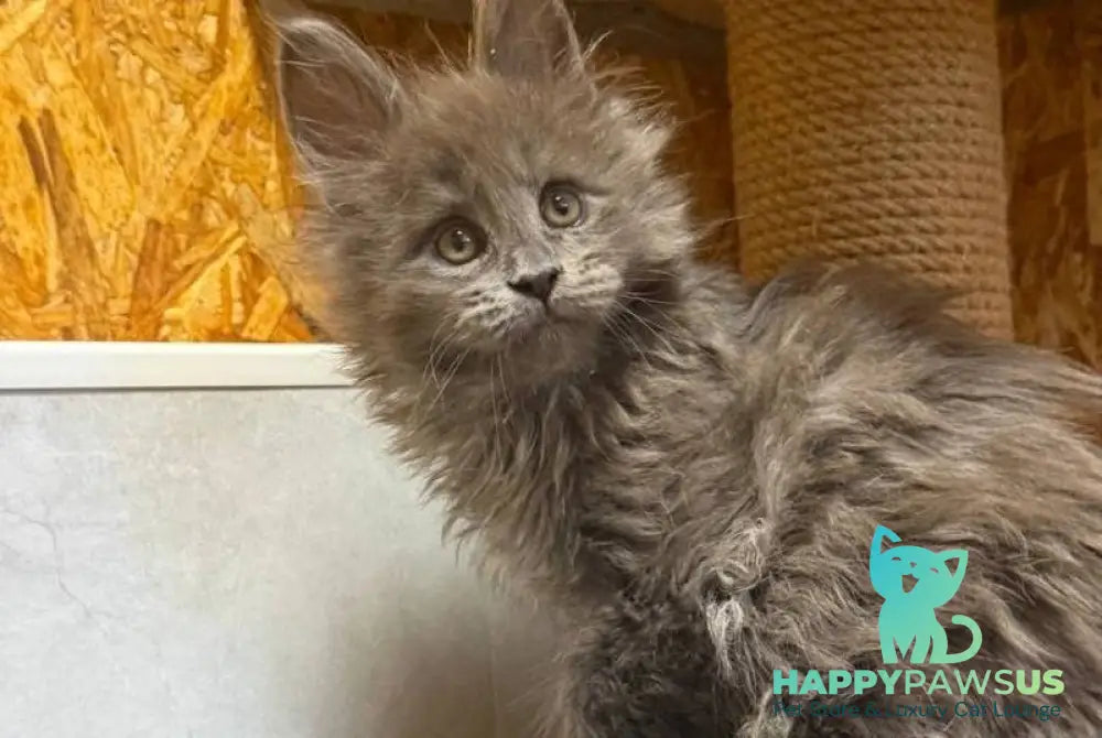 Fletcher Maine Coon male blue - live animals