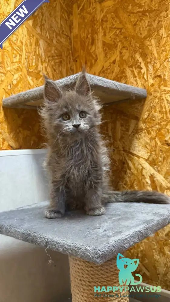 Fletcher Maine Coon male blue - live animals