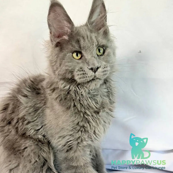 Fletcher Maine Coon male blue - live animals