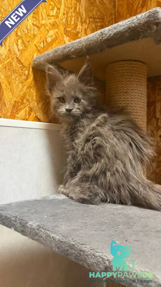 Fletcher Maine Coon male blue - live animals