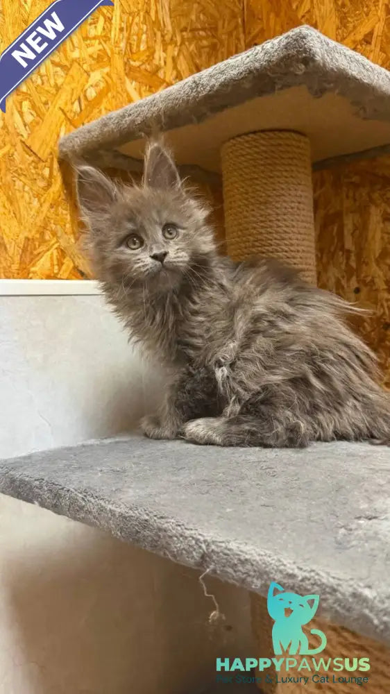 Fletcher Maine Coon male blue - live animals