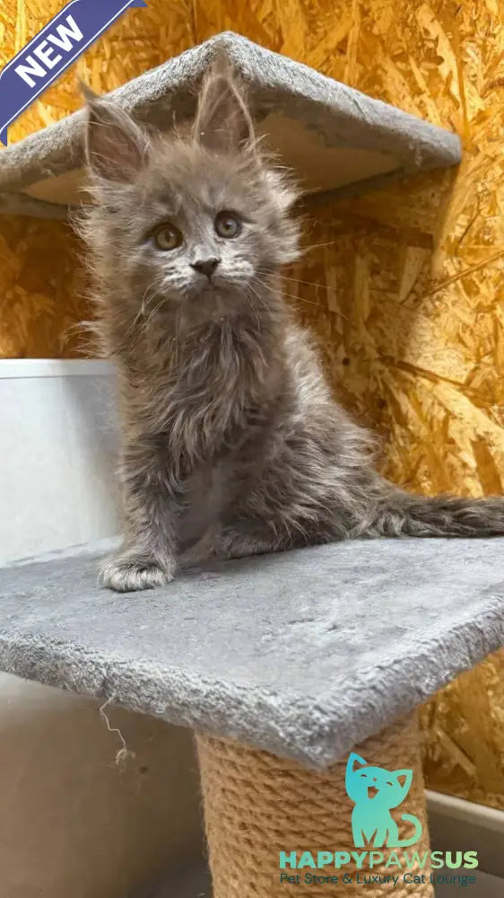 Fletcher Maine Coon male blue - live animals