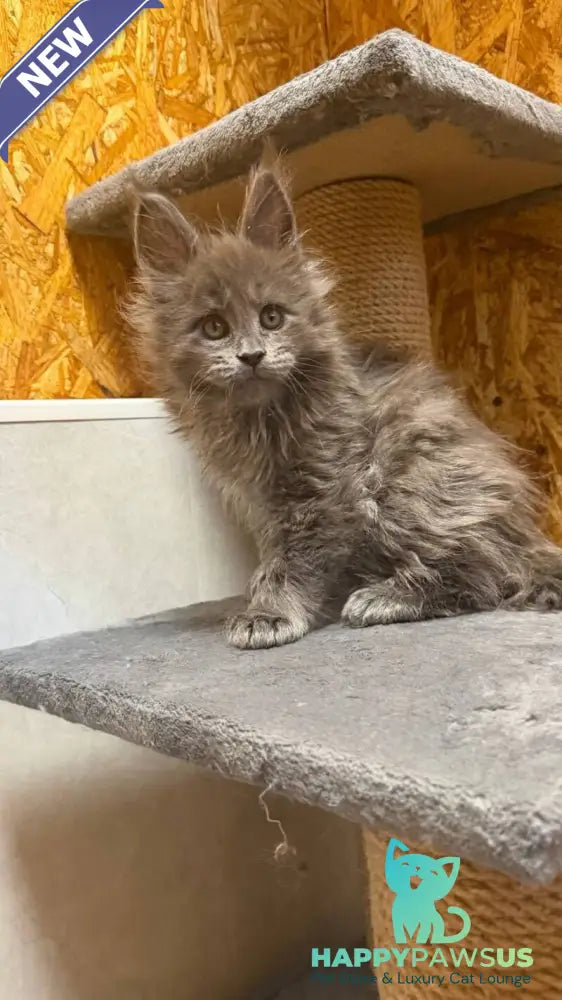 Fletcher Maine Coon male blue - live animals