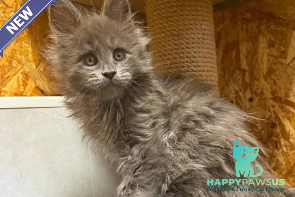 Fletcher Maine Coon male blue - live animals