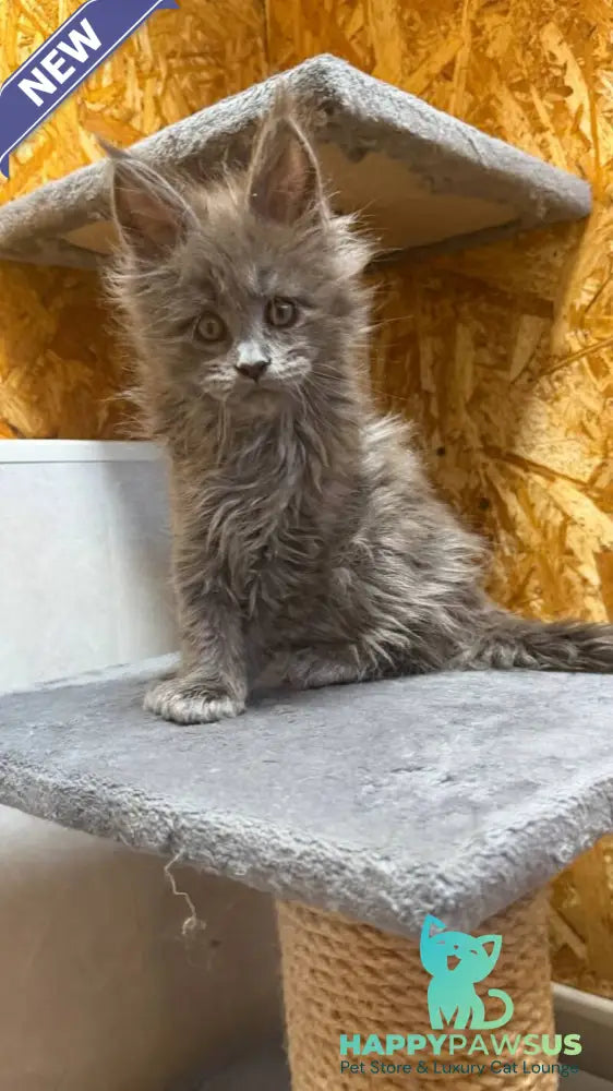 Fletcher Maine Coon male blue - live animals