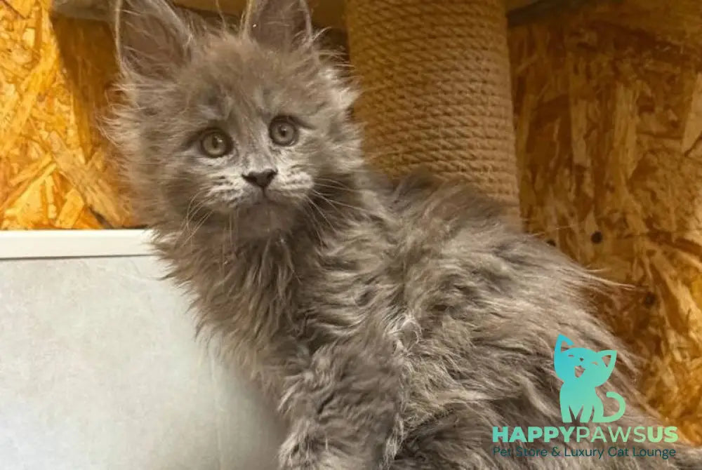 Fletcher Maine Coon male blue - live animals
