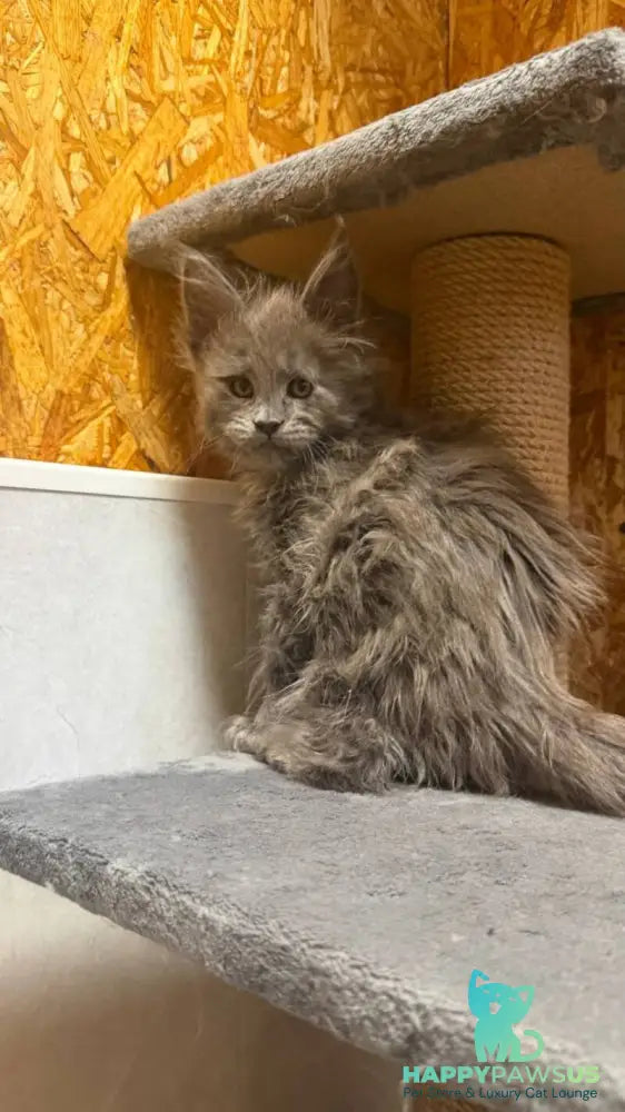 Fletcher Maine Coon male blue - live animals